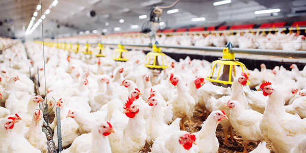 Poultry and Animal Farms